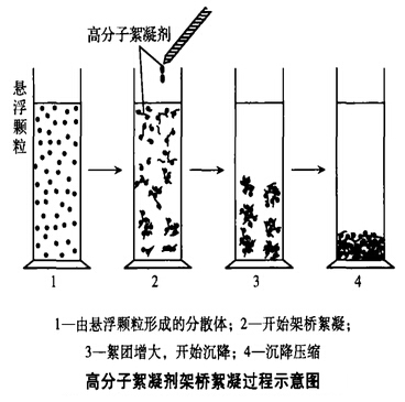 架桥絮凝过程